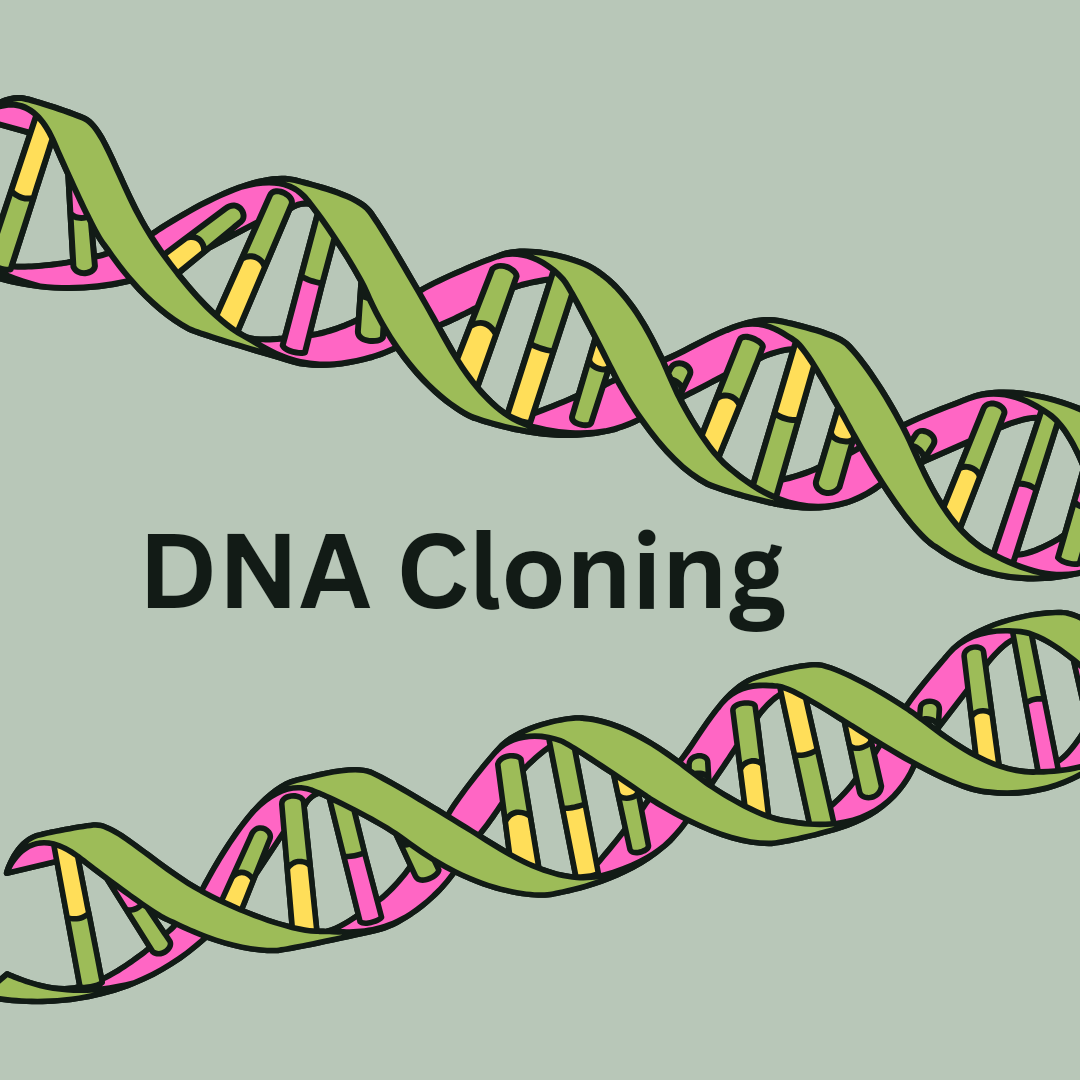 DNA Cloning 